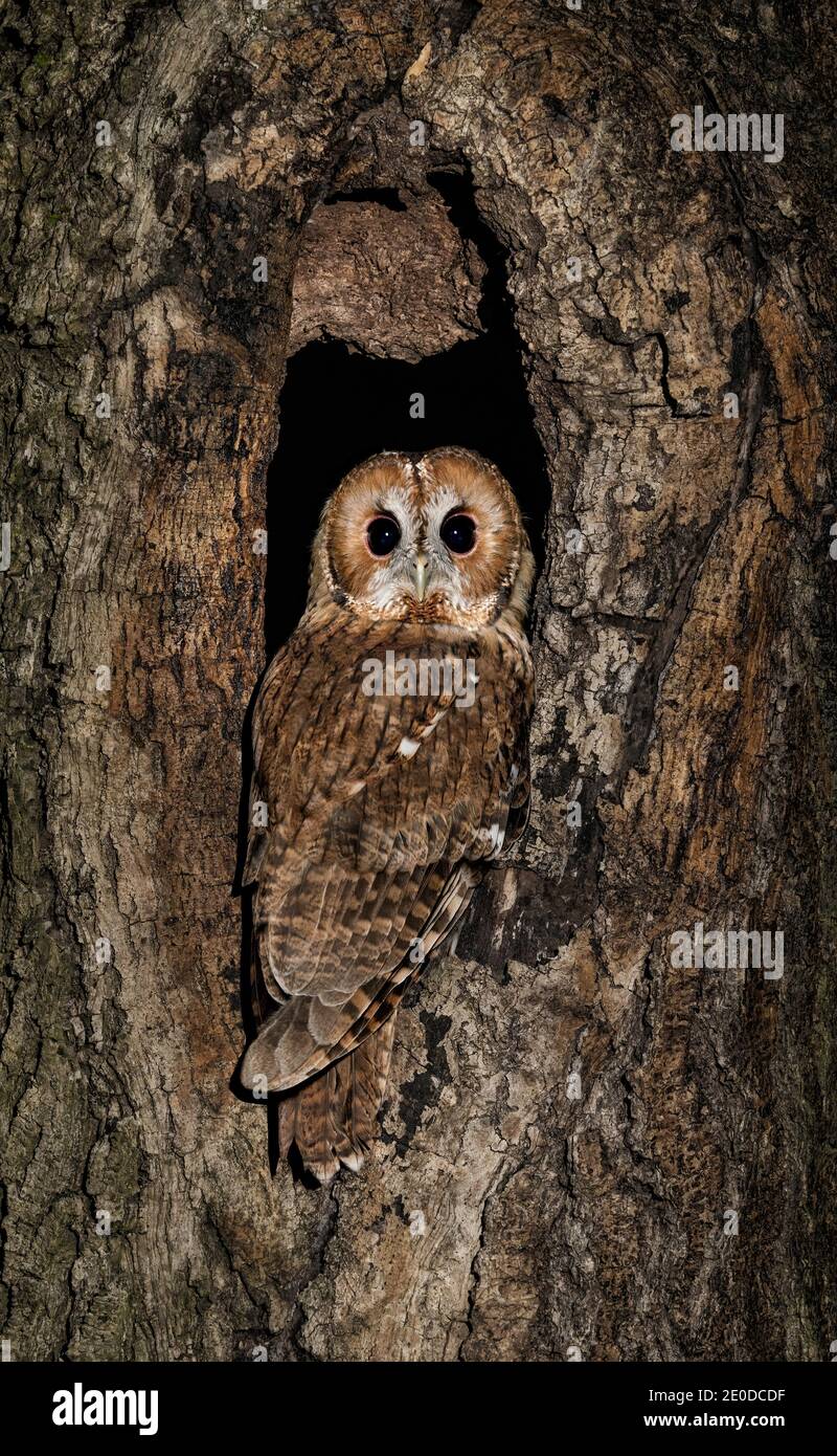 Hibou de Tawny (Strix aluco) oiseau de proie la nuit, hibou brun sur fond sombre camouflé dans un tronc d'arbre. Banque D'Images