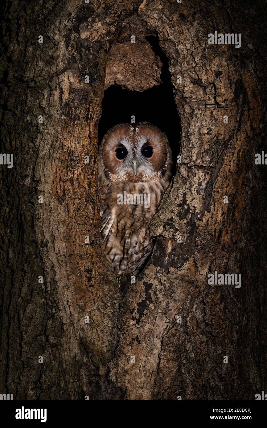 Hibou de Tawny (Strix aluco) oiseau de proie la nuit, hibou brun sur fond sombre camouflé dans un tronc d'arbre. Banque D'Images