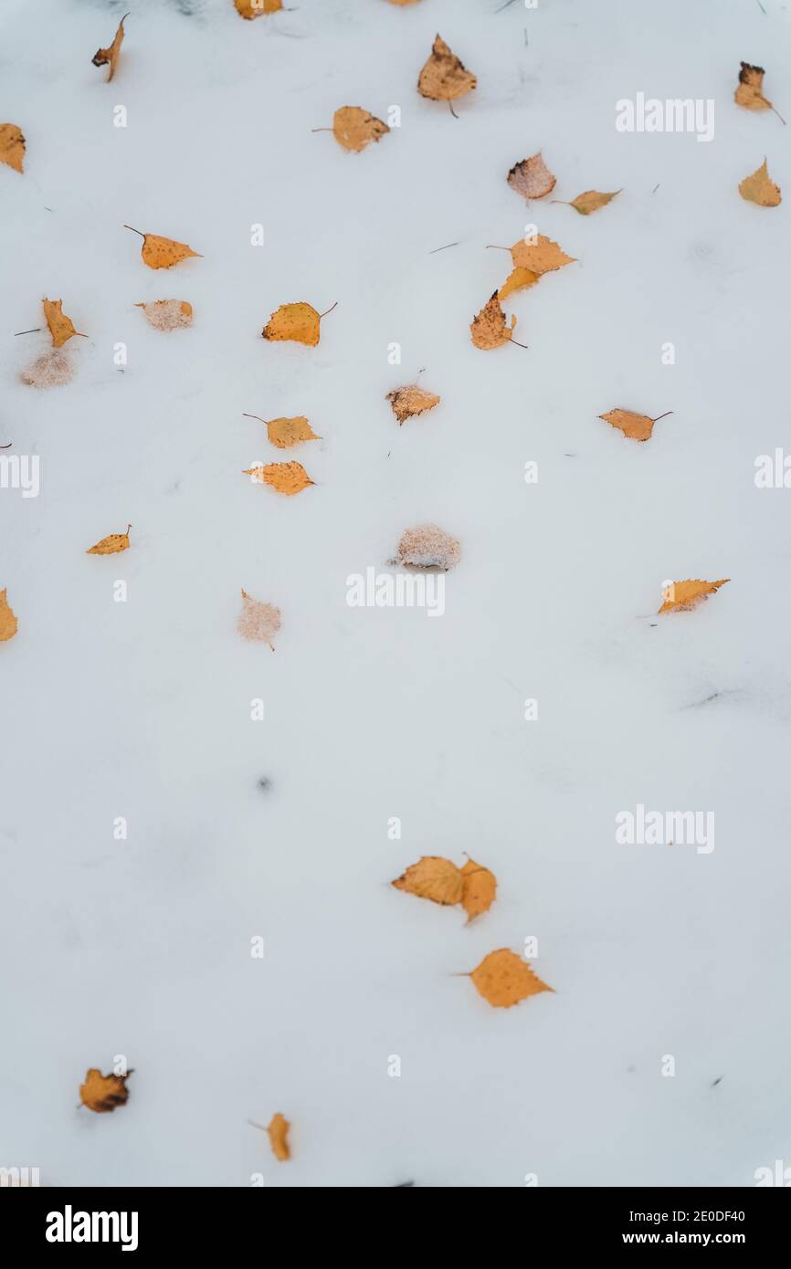 Depuis le dessus des feuilles de bouleau jaune déchue dispersées sur le sol recouvert de neige en hiver Banque D'Images