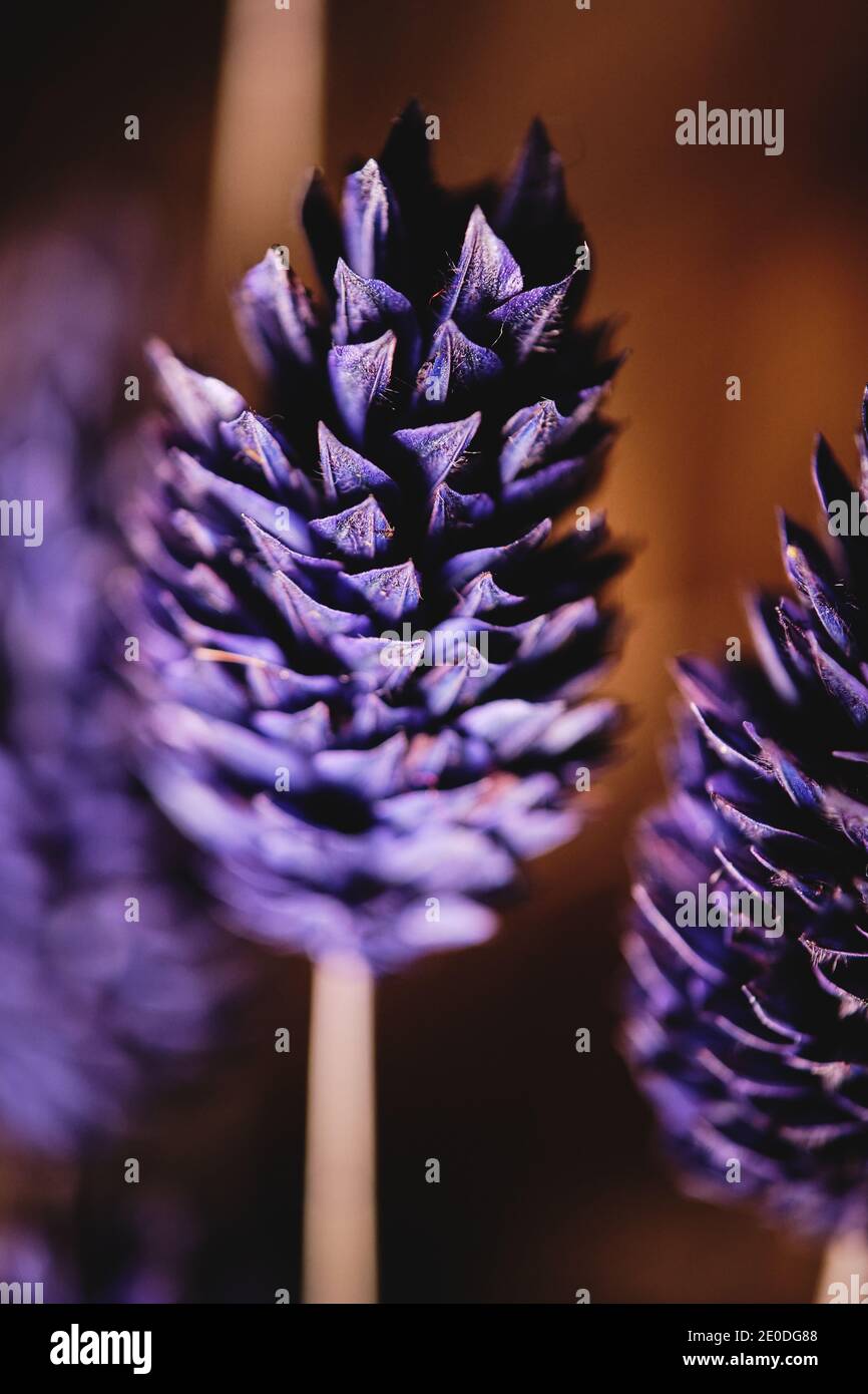Gros plan de fleur en forme de cône violet vif de la fleur de gomphrena  culture dans le jardin Photo Stock - Alamy