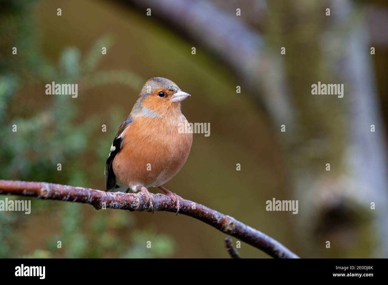 Chaffinch masculin (Fringilla coelebs), Inverurie, Aberdeenshire, Écosse, Royaume-Uni Banque D'Images