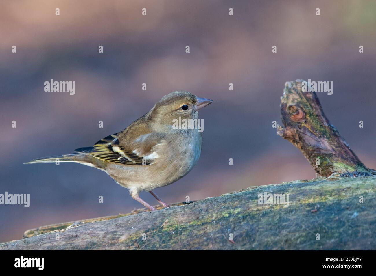 Femme Chaffinch (Fringilla coelebs), Inverurie, Aberdeenshire, Écosse, Royaume-Uni Banque D'Images