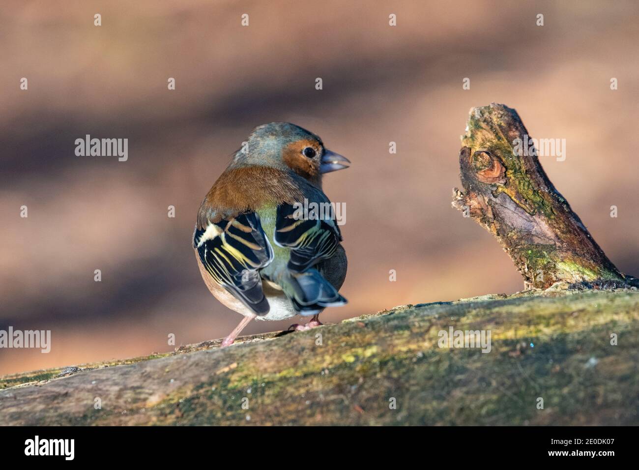 Chaffinch masculin (Fringilla coelebs), Inverurie, Aberdeenshire, Écosse, Royaume-Uni Banque D'Images Chaffinch masculin (Fringilla coelebs), Inverurie, Aberdeenshire, Écosse, Royaume-Uni Banque D'Images