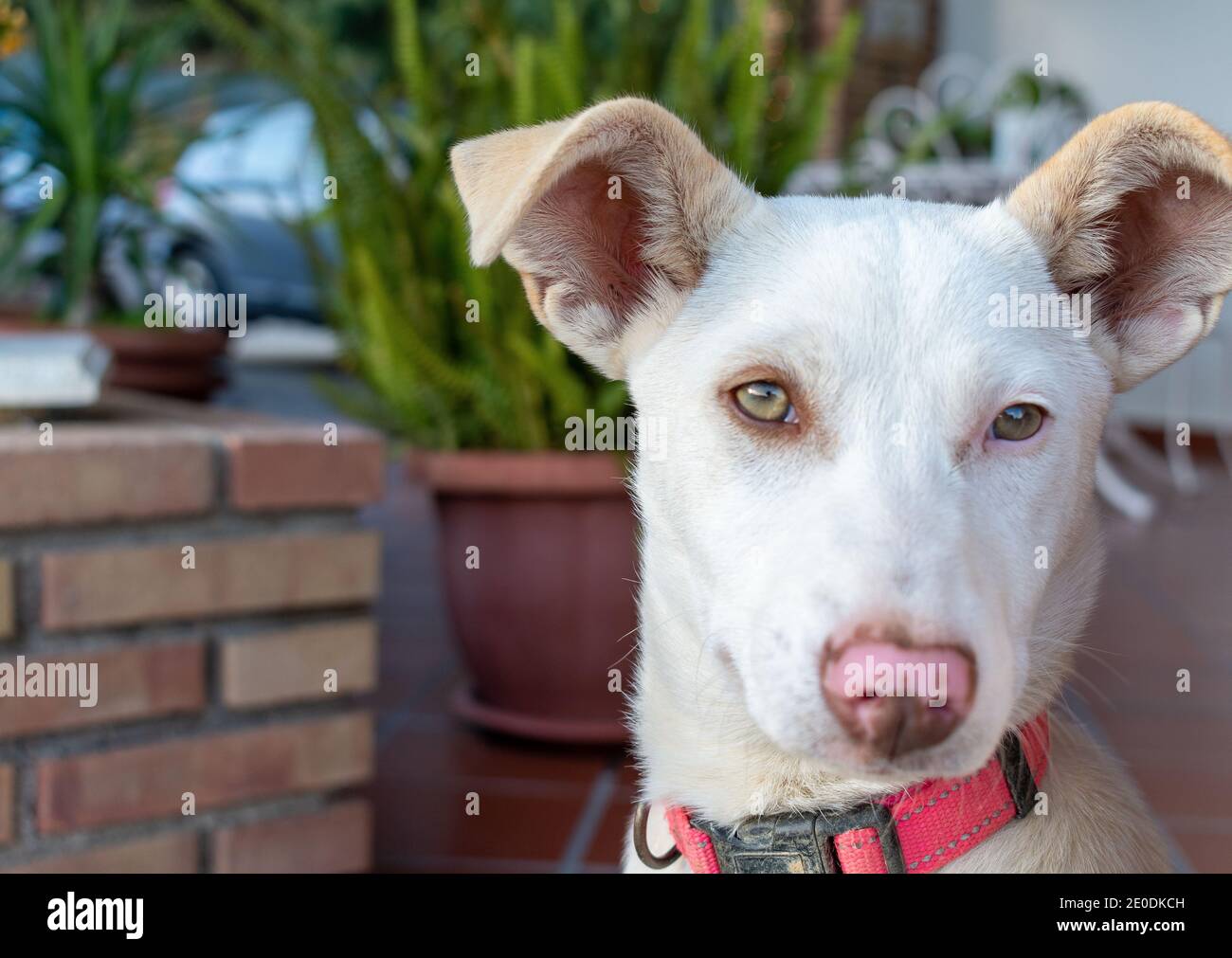 Chien alpin Banque D'Images