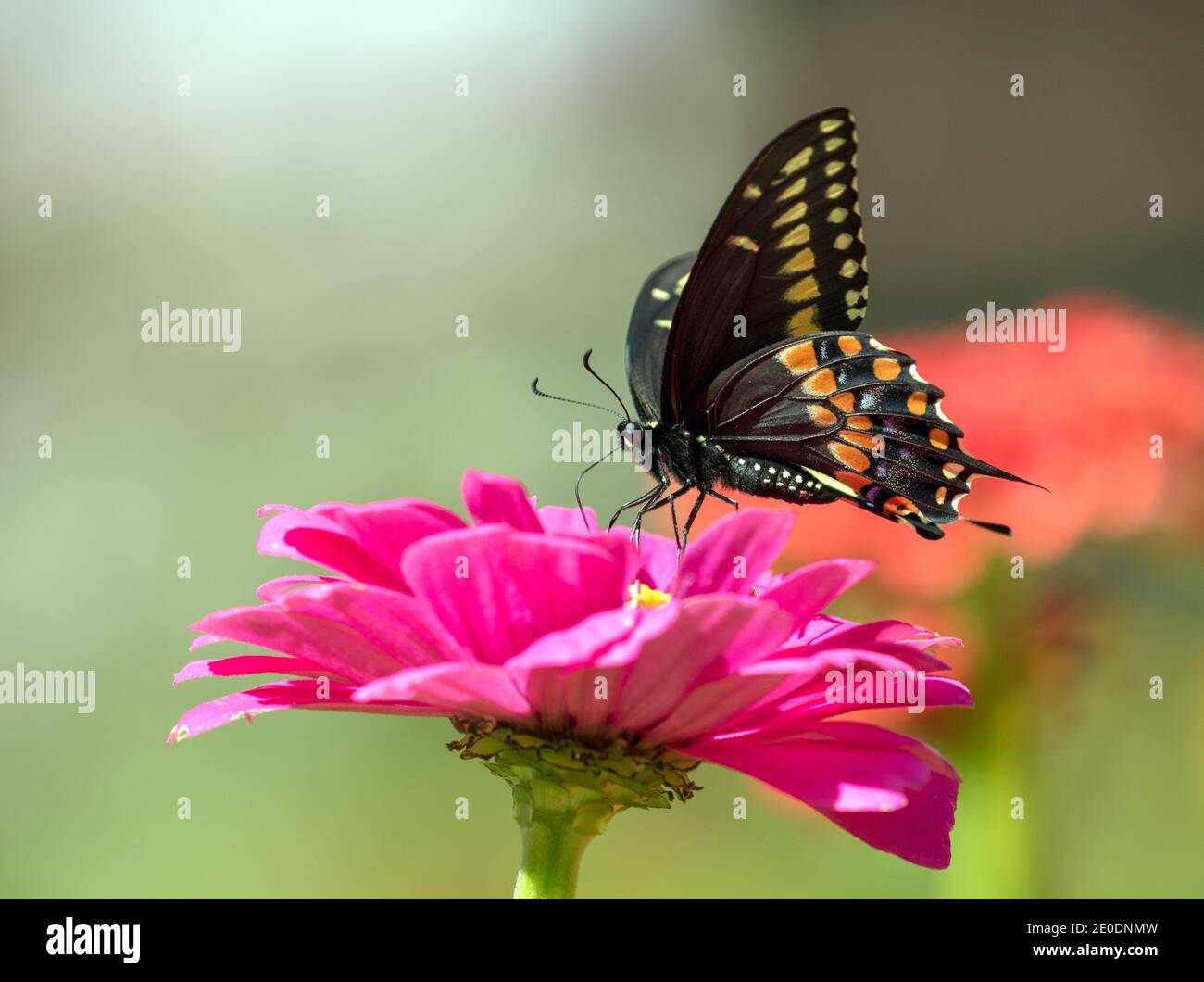 Gros plan, profil latéral d'un papillon noir à queue jaune (Papilio polyxenes) se nourrissant du nectar de la fleur rose de Zinnia dans le jardin canadien. Banque D'Images