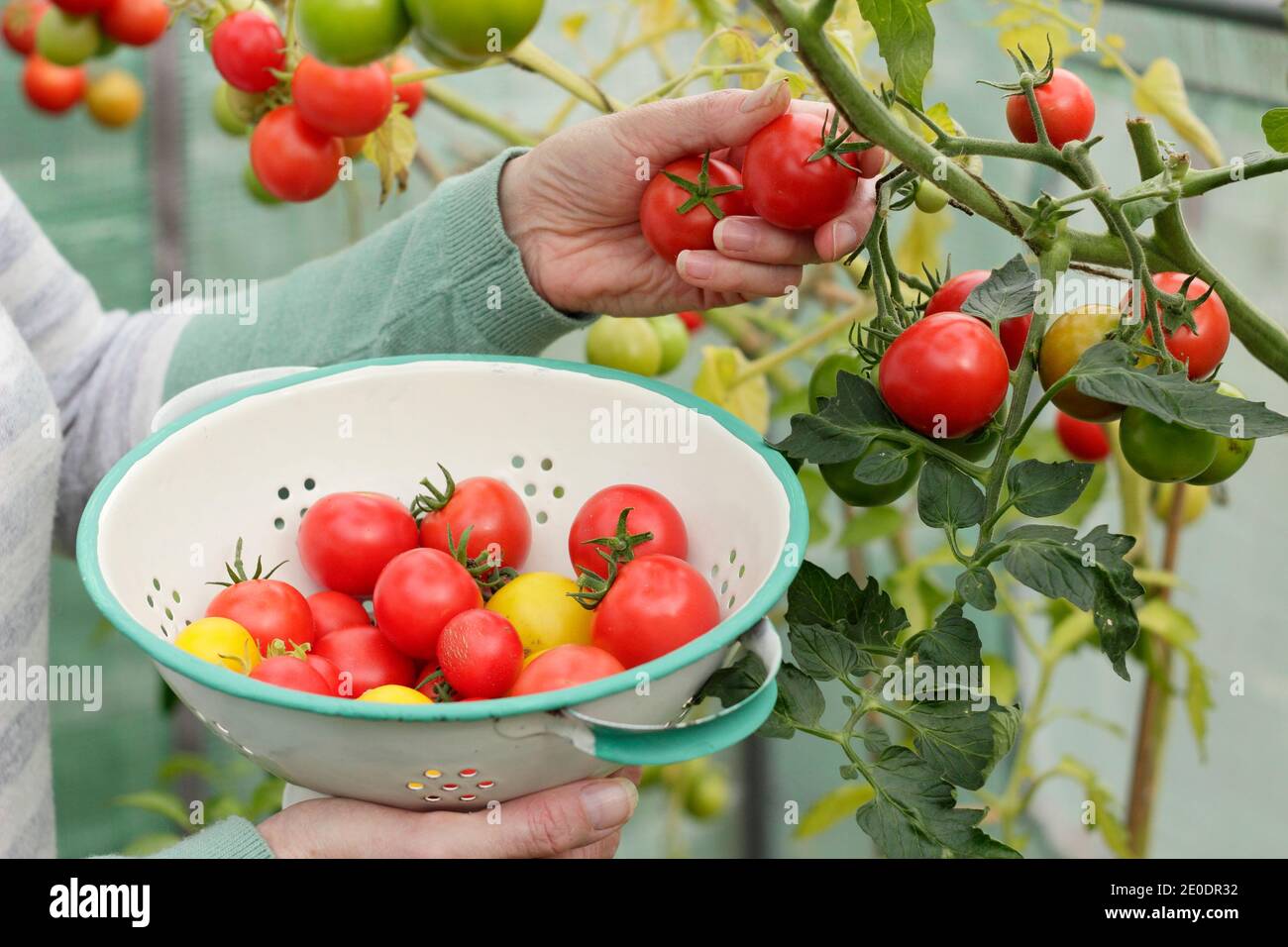 Solanum lycopersicum. Femme cueillant des tomates « Alicante » maison dans une passoire dans un jardin en polytunnel. ROYAUME-UNI Banque D'Images