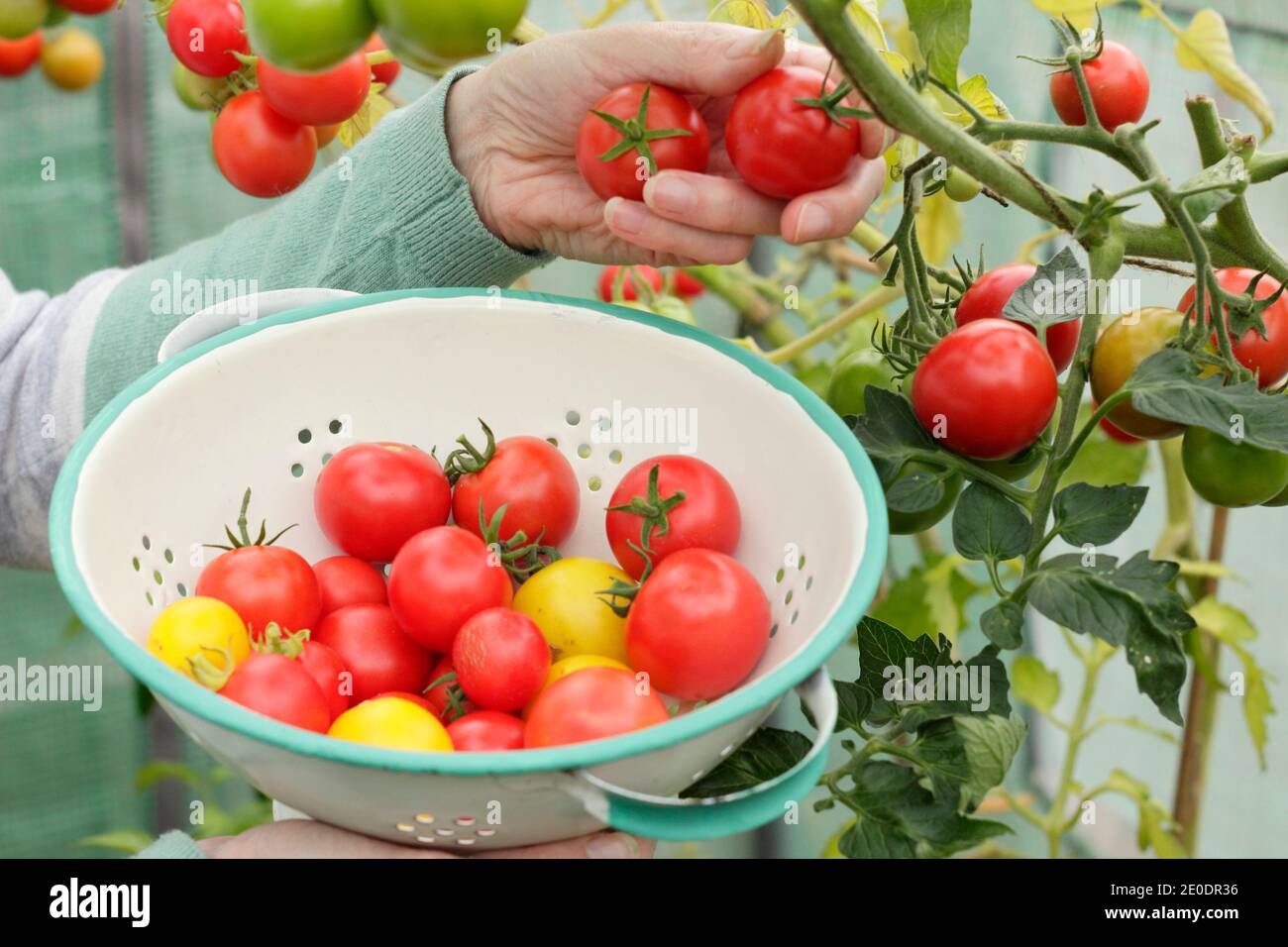 Solanum lycopersicum. Femme cueillant des tomates « Alicante » maison dans une passoire dans un jardin en polytunnel. ROYAUME-UNI Banque D'Images