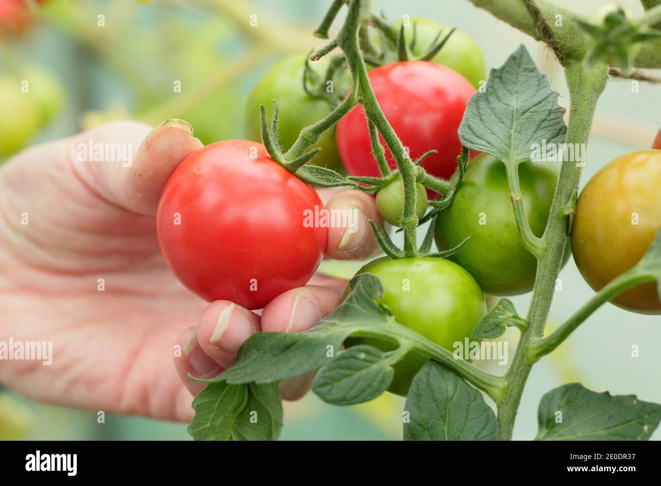 Solanum lycopersicum. Femme cueillant des tomates « Alicante » maison dans une passoire dans un jardin en polytunnel. ROYAUME-UNI Banque D'Images
