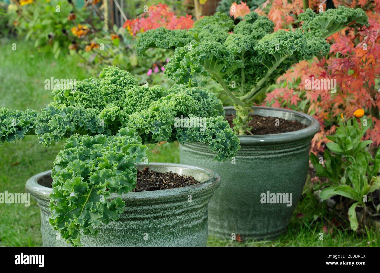 Brassica oleracea 'vert nain'. Plantes cally kale poussant dans des pots dans un potager de jardin arrière. ROYAUME-UNI Banque D'Images