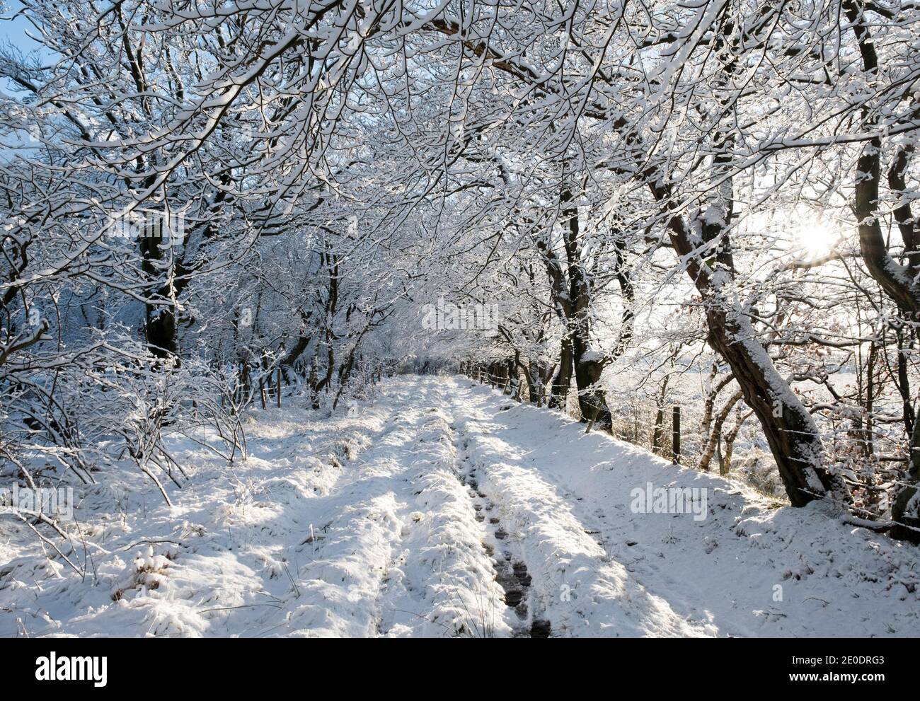Promenade matinale à travers une avenue d'arbres après une nuit de chute de neige, Lothian Ouest, Écosse. Banque D'Images