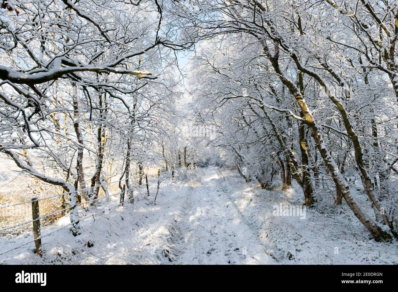 Promenade matinale à travers une avenue d'arbres après une nuit de chute de neige, Lothian Ouest, Écosse. Banque D'Images