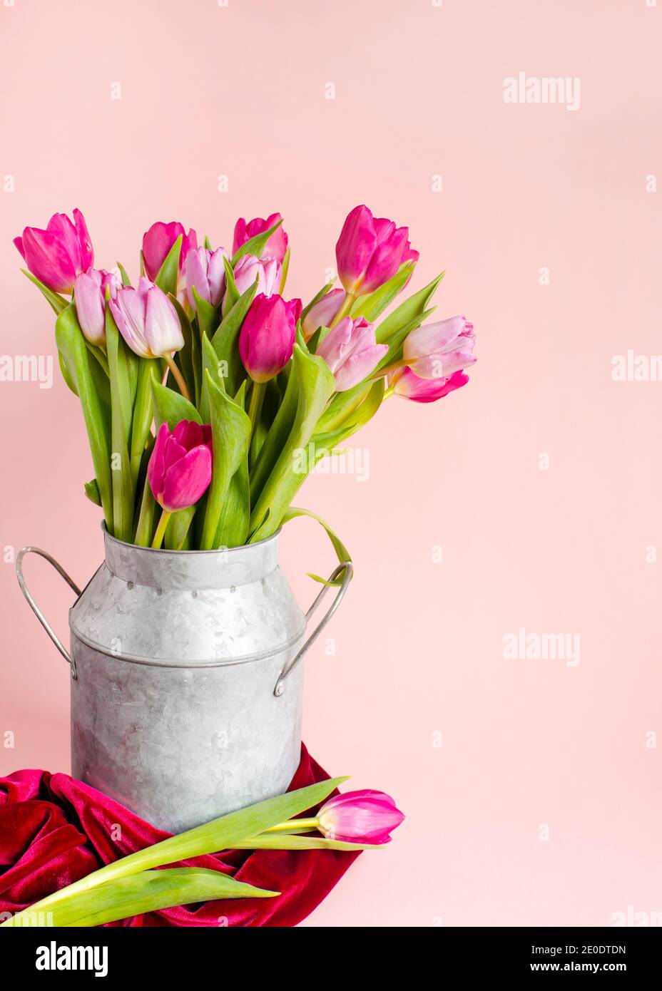 Composition verticale de printemps, arrangements de tulipes dans un vase sur un fond rose pastel, cadre, bordure, jolie carte avec fleurs Ressources graphiques FO Banque D'Images