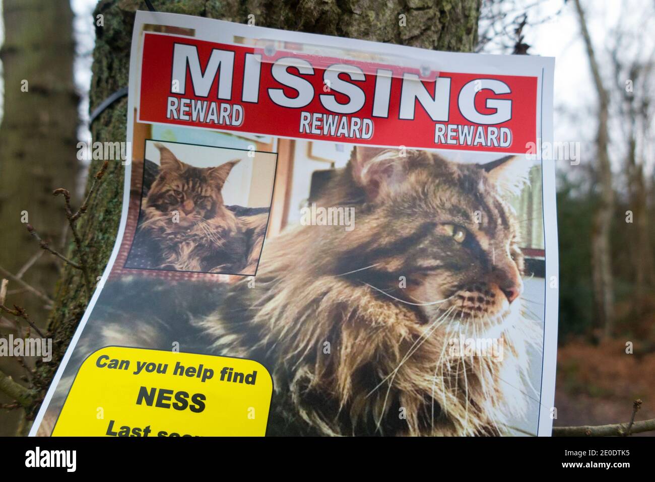 Lost Animal Poster Banque D Image Et Photos Alamy Lost Animal Poster Banque D Image Et Photos Alamy
