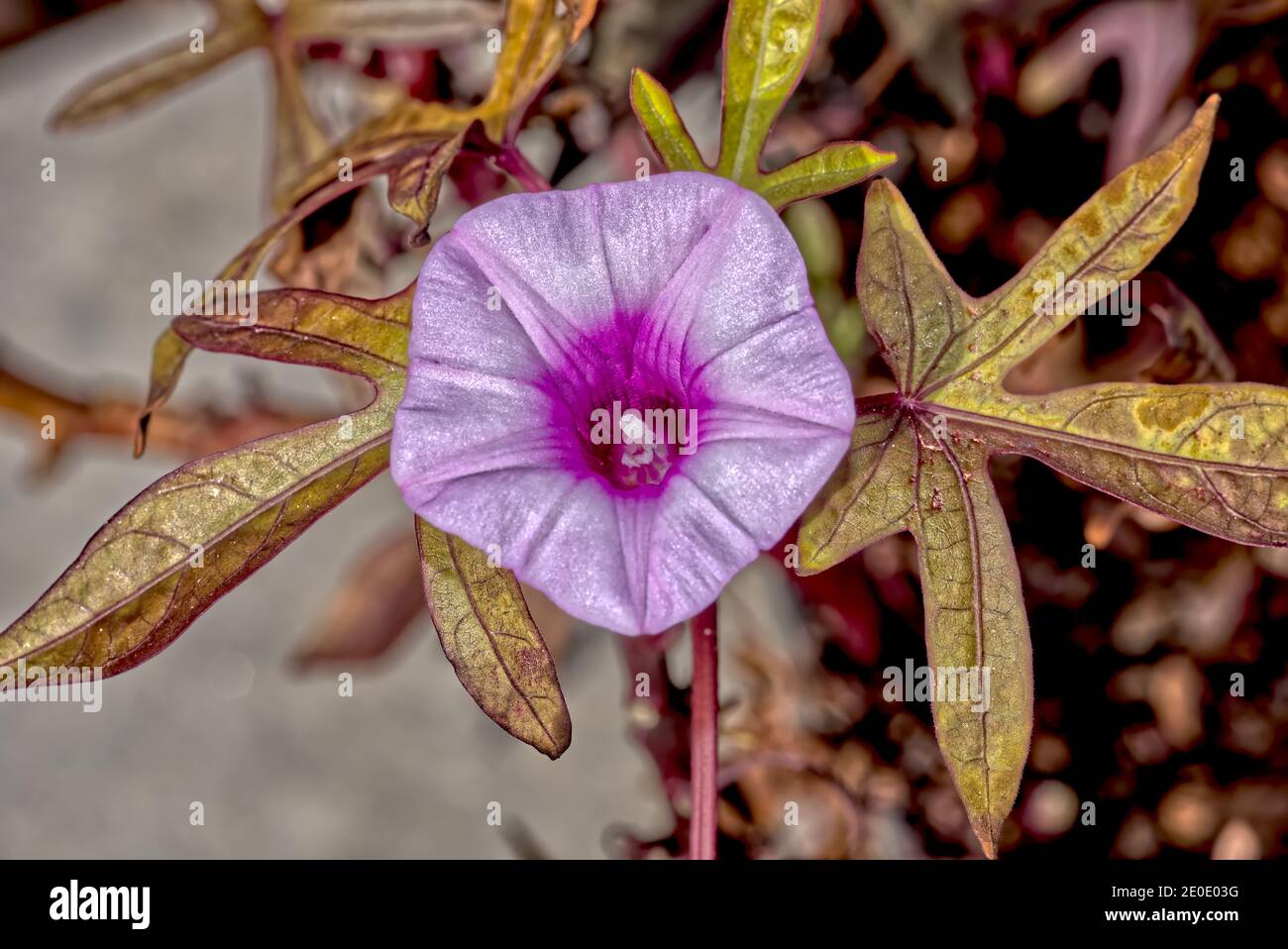 Fleur de la vigne de la patate douce, nom botanique Ipomoea batatas. Il s'agit d'une plante ornementale et à ne pas confondre avec la version comestible. Photo tak Banque D'Images