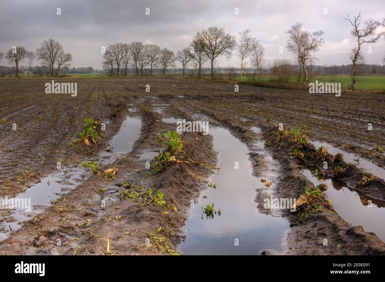 Les sugarbeets ont laissé pendant la récolte sur un terrain boueux en raison du mauvais temps, des flaques partout Banque D'Images