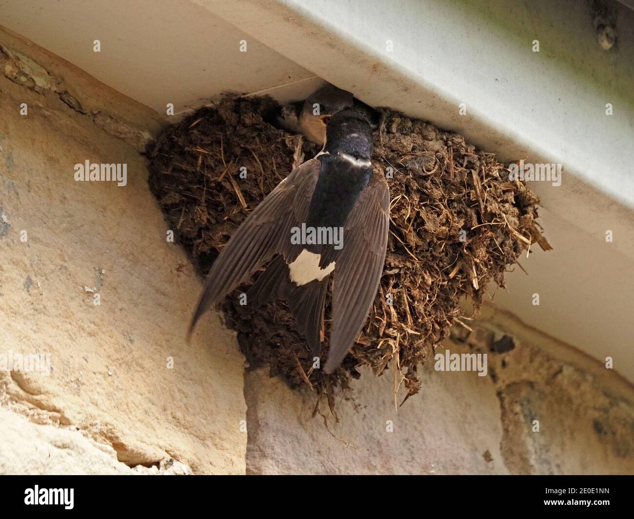 Parent Nord ou Maison commune Martin (Delichon urbicum) visite typique nid de boue sous les avant--toits de maison pour nourrir les poussins à Cumbria, Angleterre, Royaume-Uni Banque D'Images