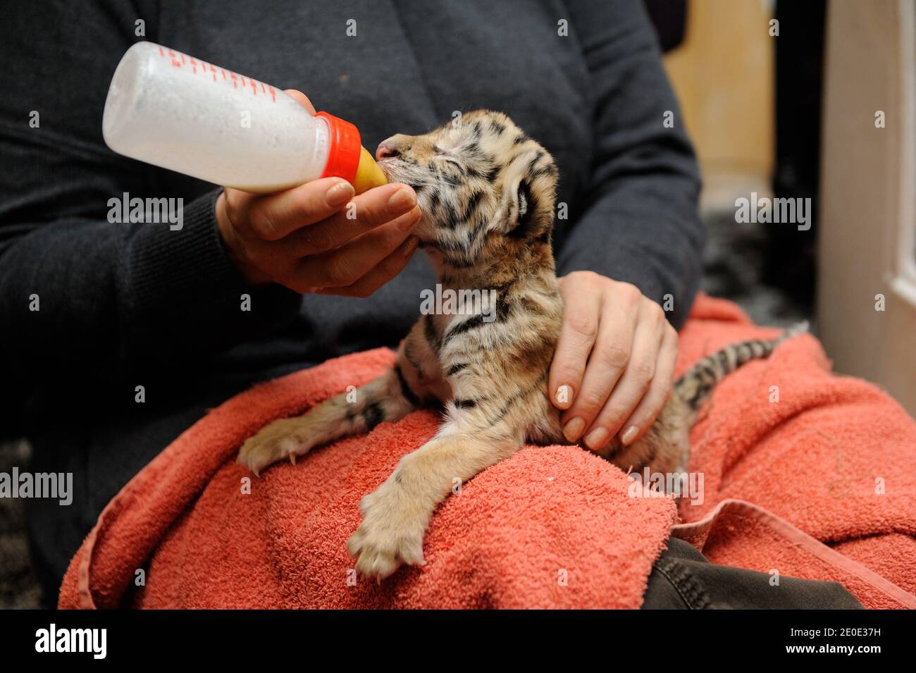 Joseph Genevieve Banque D Image Et Photos Alamy Joseph Genevieve Banque D Image Et Photos Alamy