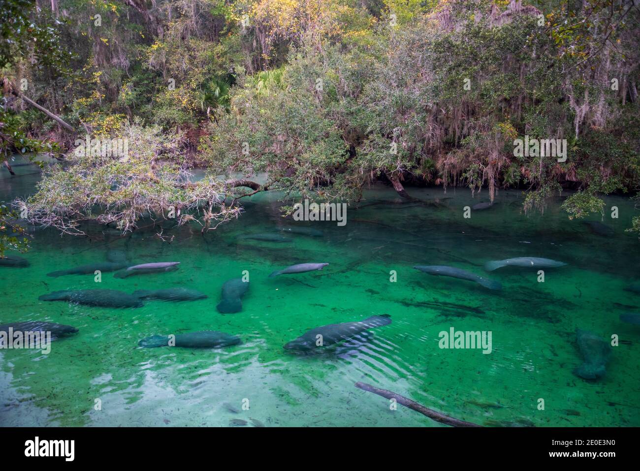 Lamantins au parc national de Blue Springs en Floride. Banque D'Images
