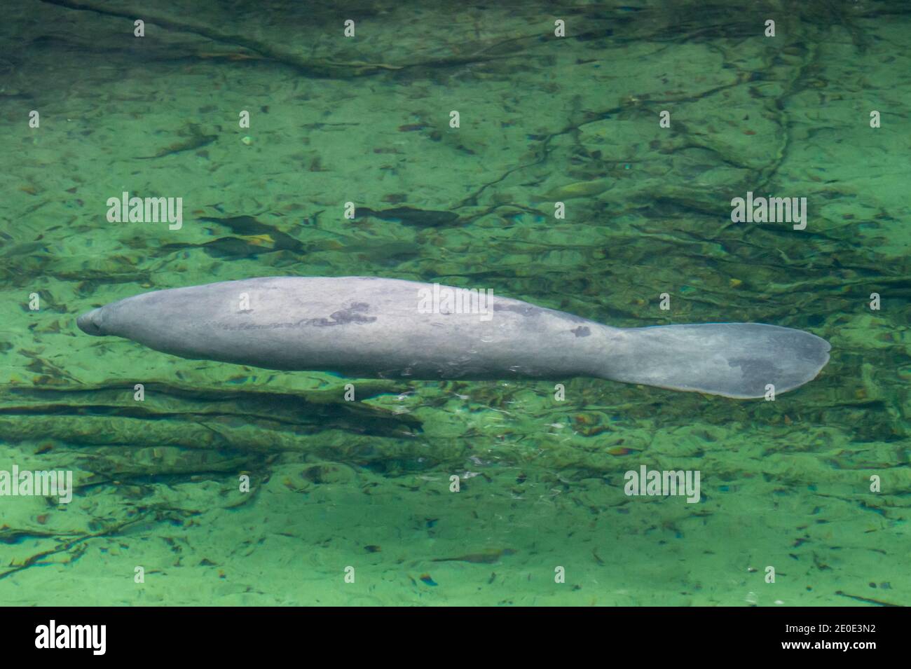 Lamantins au parc national de Blue Springs en Floride. Banque D'Images