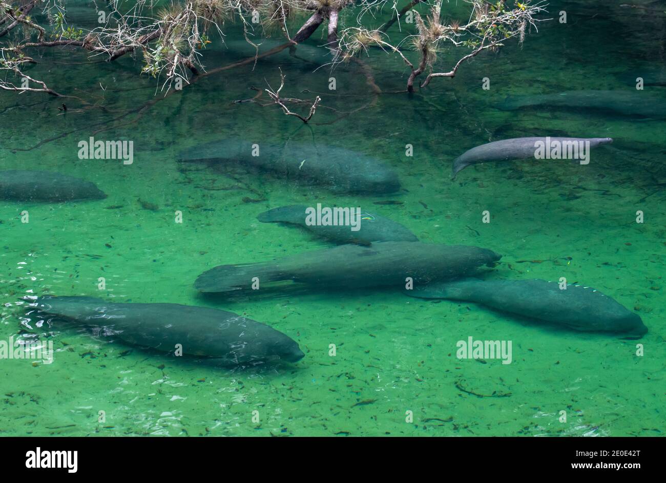 Lamantins au parc national de Blue Springs en Floride. Banque D'Images