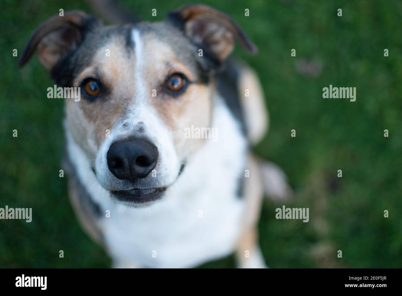 Portrait de chien de berger doux sur un paysage vert en plein air Banque D'Images