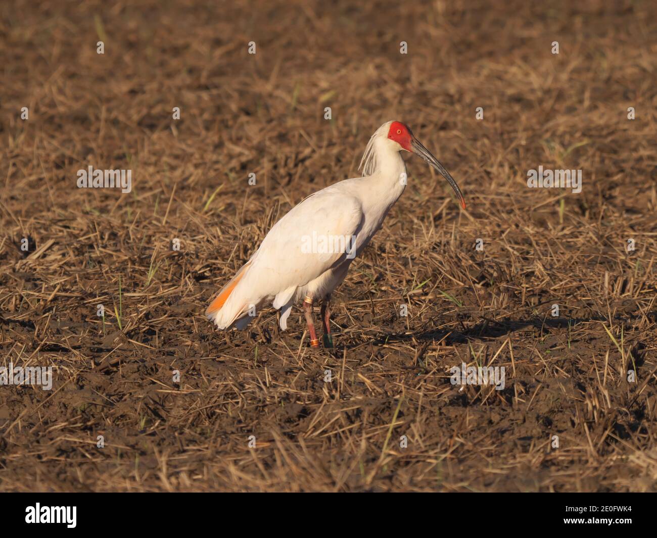 Niigata,Japon-21 octobre 2020 : Toki ou ibis à crête japonaise ou Nipponia nippon dans le champ de riz de l'île de Sado, Niigata, Japon Banque D'Images