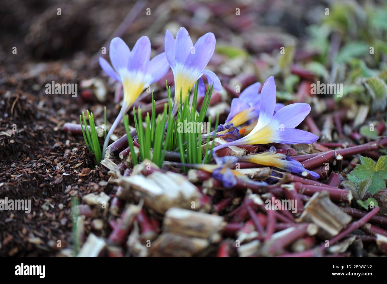 Jaune-violet Crocus subliris Tricolor fleurit dans un jardin en mars Banque D'Images