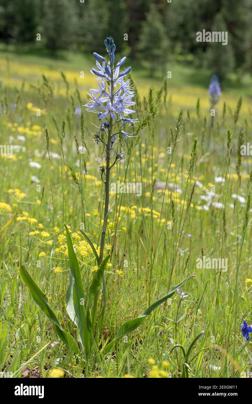 Camas, forêt nationale de Wallowa-Whitman, Oregon. Banque D'Images