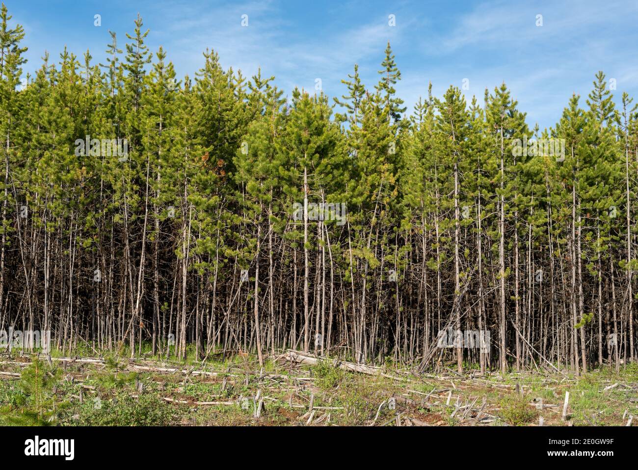 Coupe-feu dans un peuplement de « poils longs » de pin lodgepole, forêt nationale de Wallowa-Whitman, Oregon. Banque D'Images