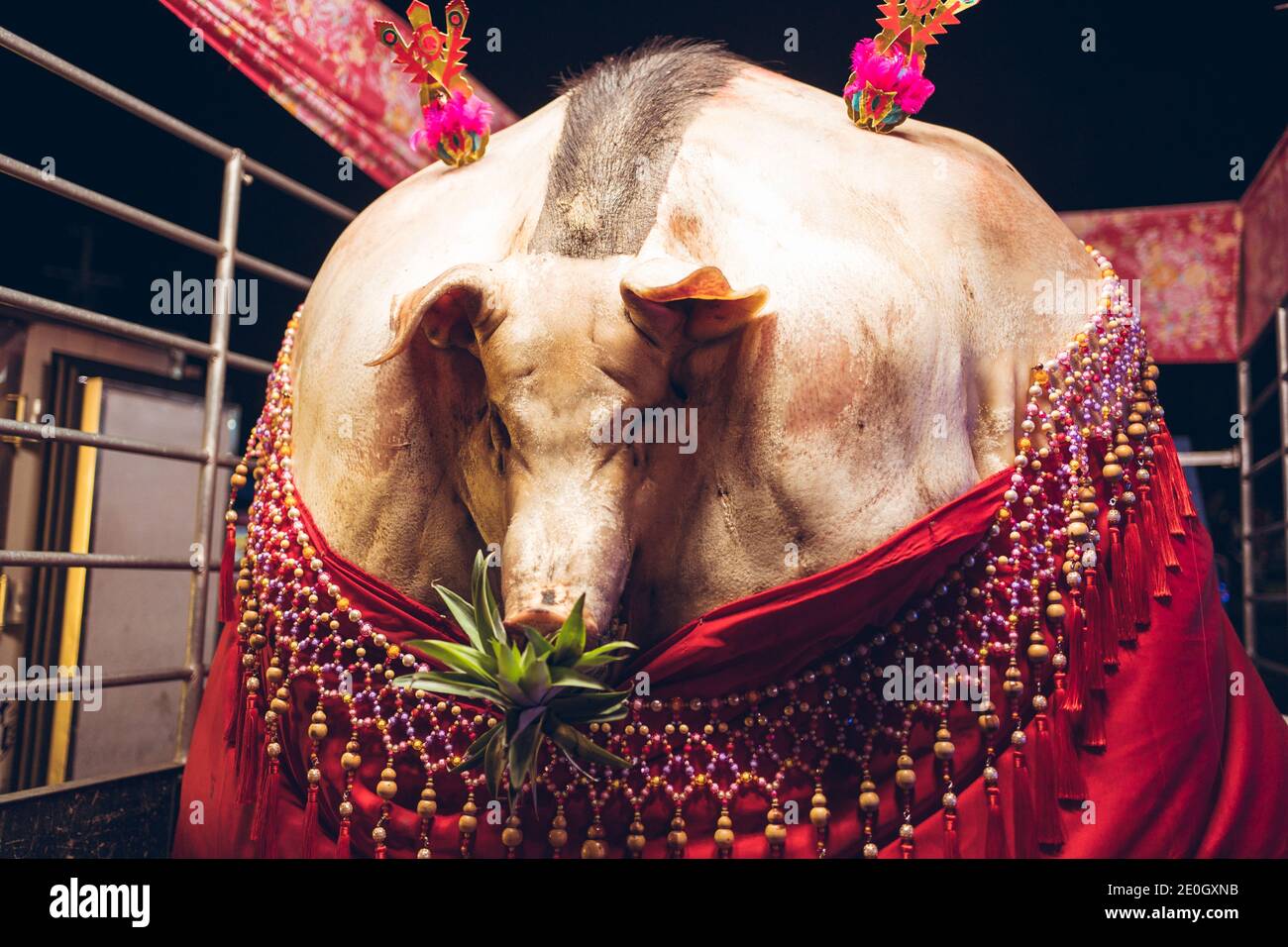 Immense cochon exposé à la foire pendant le festival religieux annuel à Rural Taïwan Banque D'Images