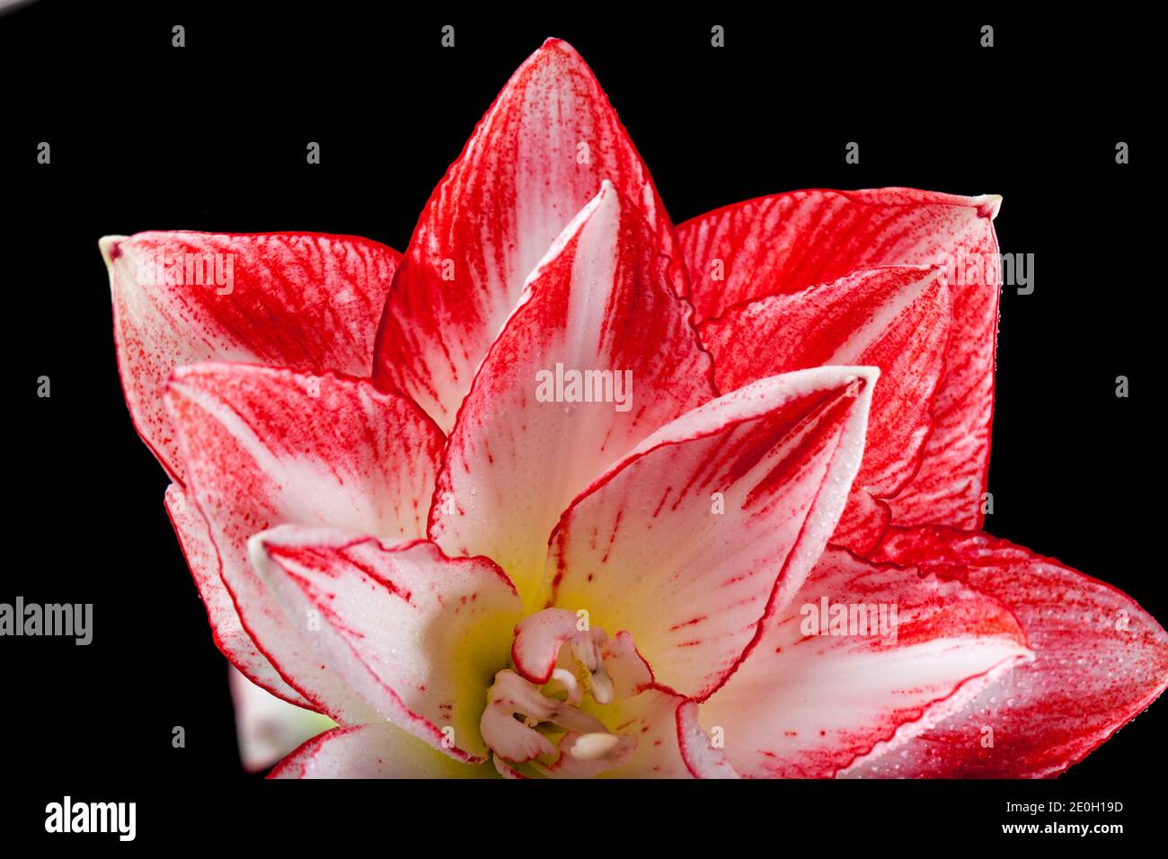 Flaming 'Peacock' Hippeastrum, Amaryllis (Hippeastrum x hortorum) Banque D'Images