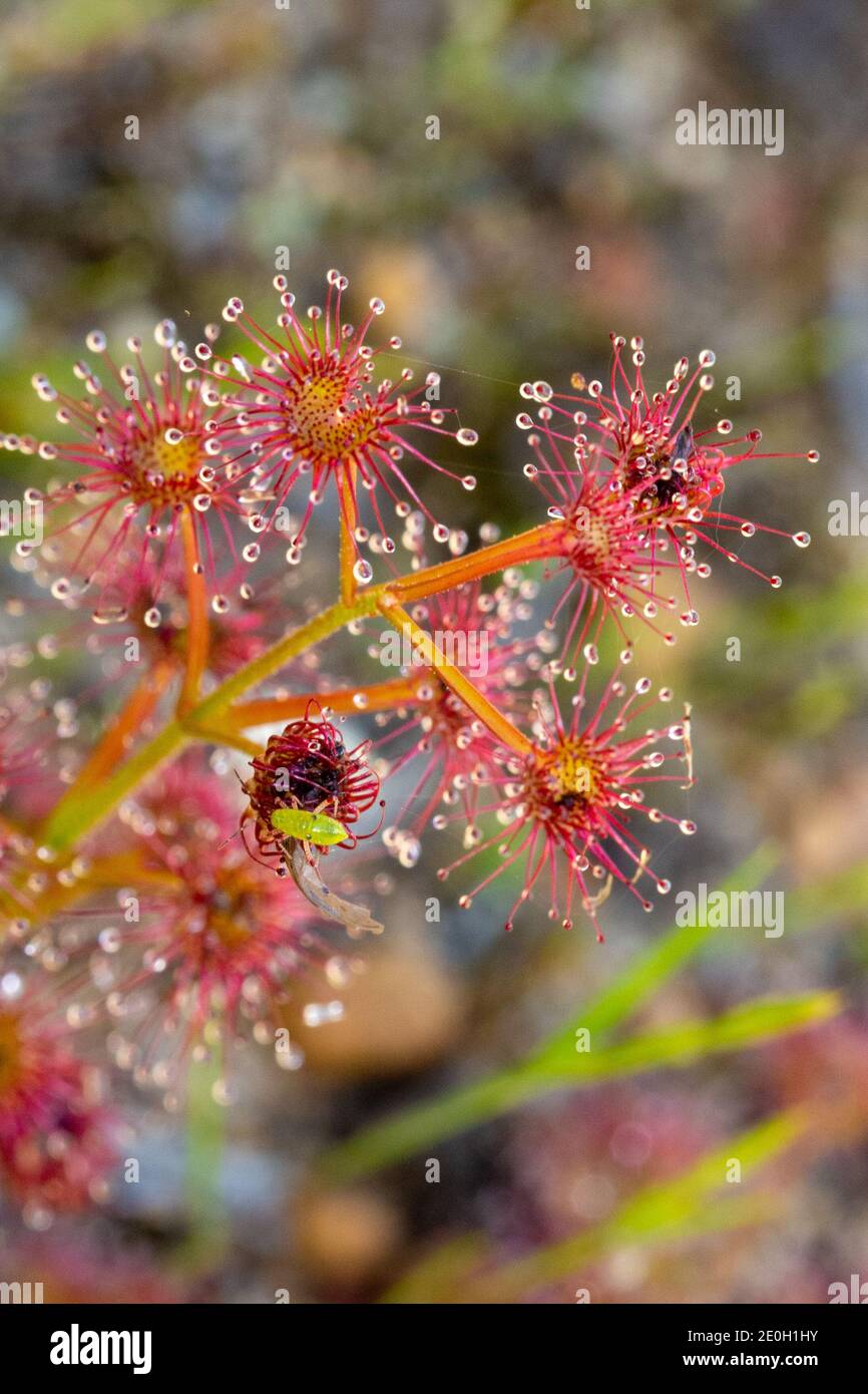 Drosera stolonifera avec un insecte vert du Sundew (Setocoris sp.) près de Nannup en Australie occidentale Banque D'Images