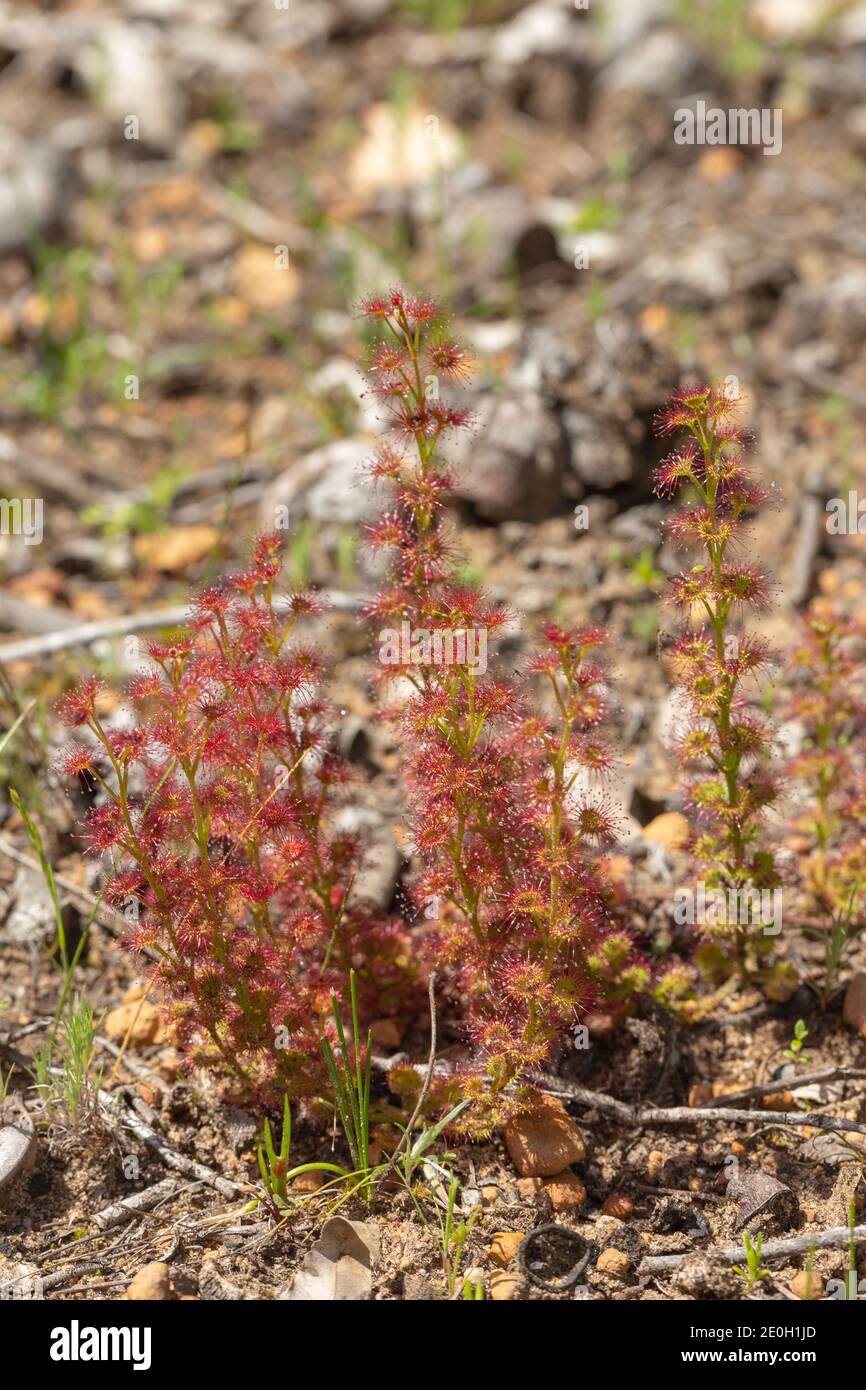 Petit groupe de Sundew Drosera stolonifera, vu dans l'habitat naturel près de Nannup en Australie occidentale Banque D'Images