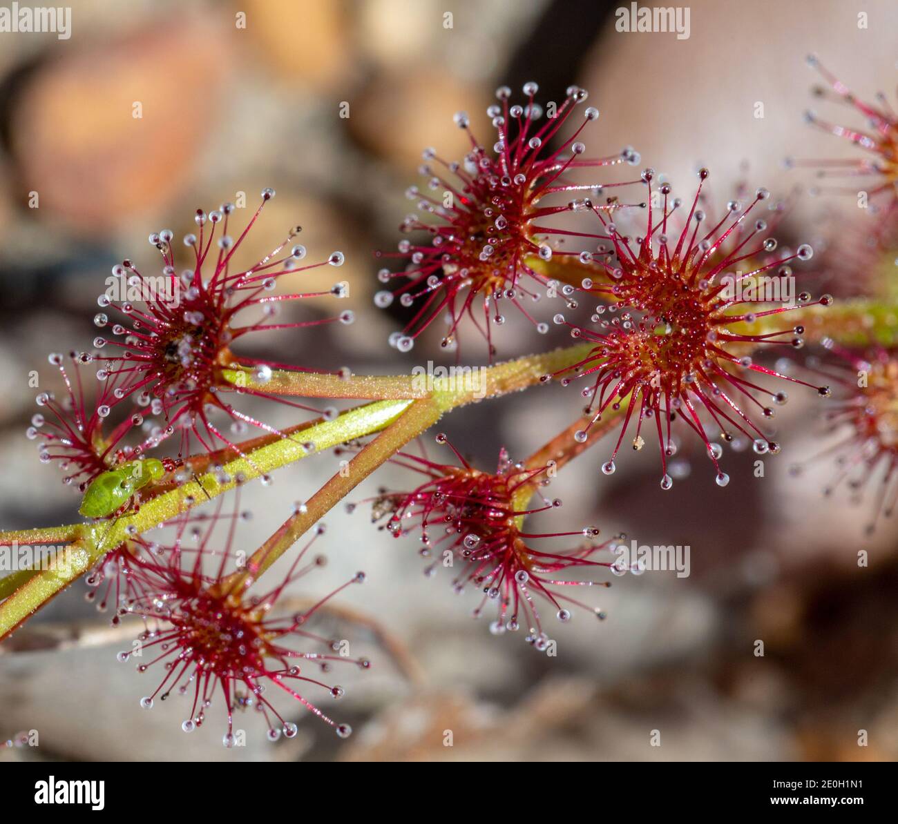 Drosera stolonifera avec un insecte Sundew (Setocoris sp.) près de Nannup en Australie occidentale Banque D'Images