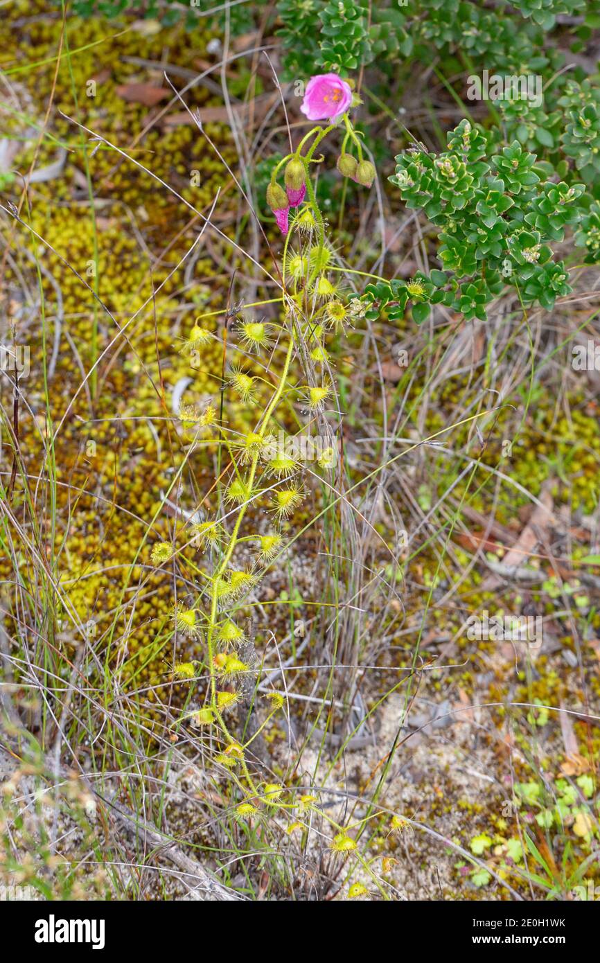 Drosera indumenta à fleurs roses formant des tiges dans un habitat naturel, vu au nord d'Augusta en Australie occidentale Banque D'Images