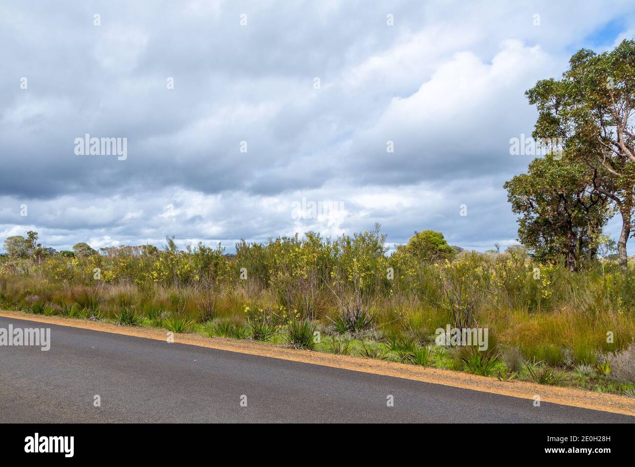 Route goudronnée à l'est d'Augusta, au sud-ouest de l'ouest Australie Banque D'Images