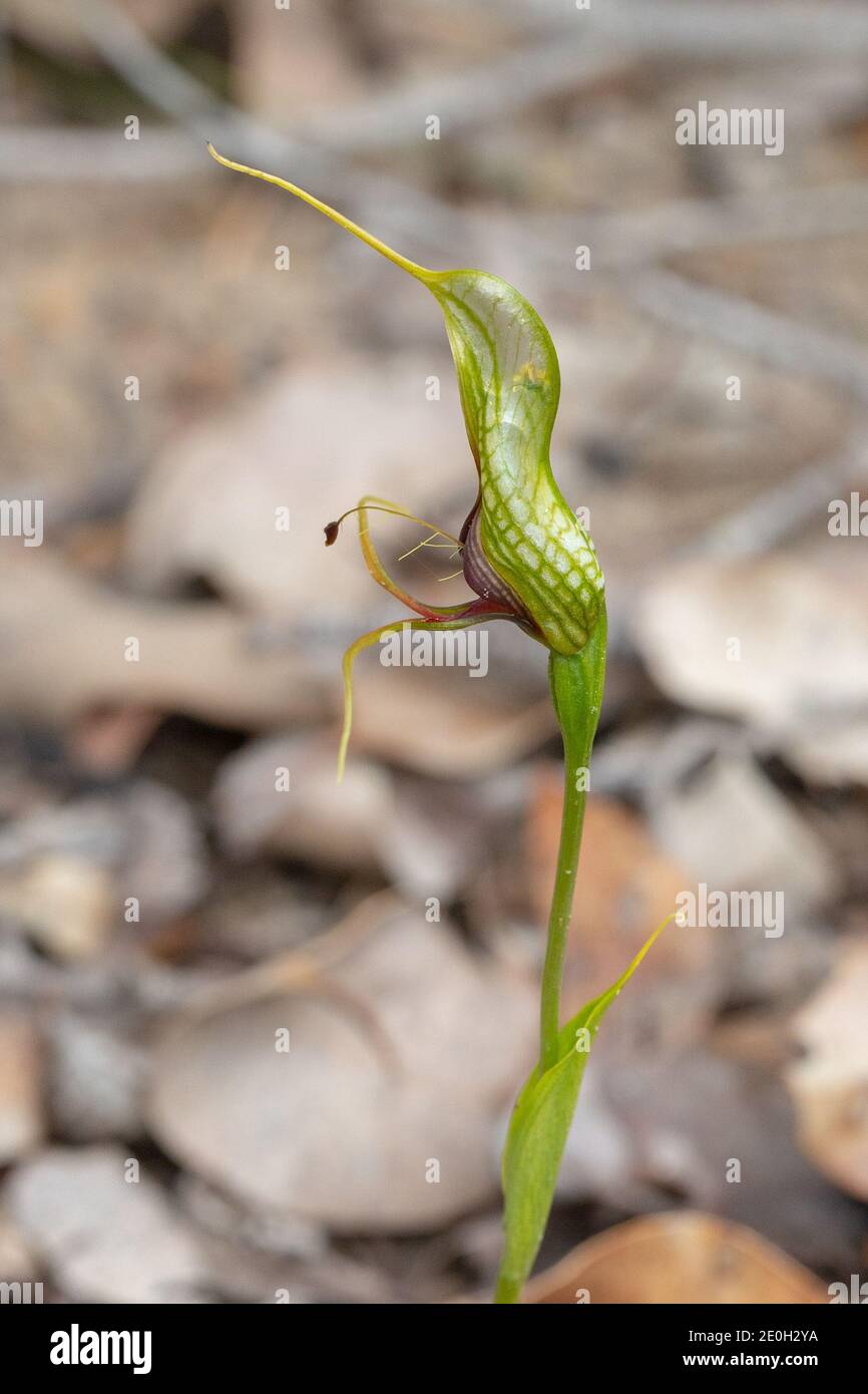 La fleur verte de l'Orchidée de Greenhood, une espèce endémique de l'Ouest (Pterostylis barbata) vue au nord-est d'août dans le sud-ouest de l'Australie Banque D'Images