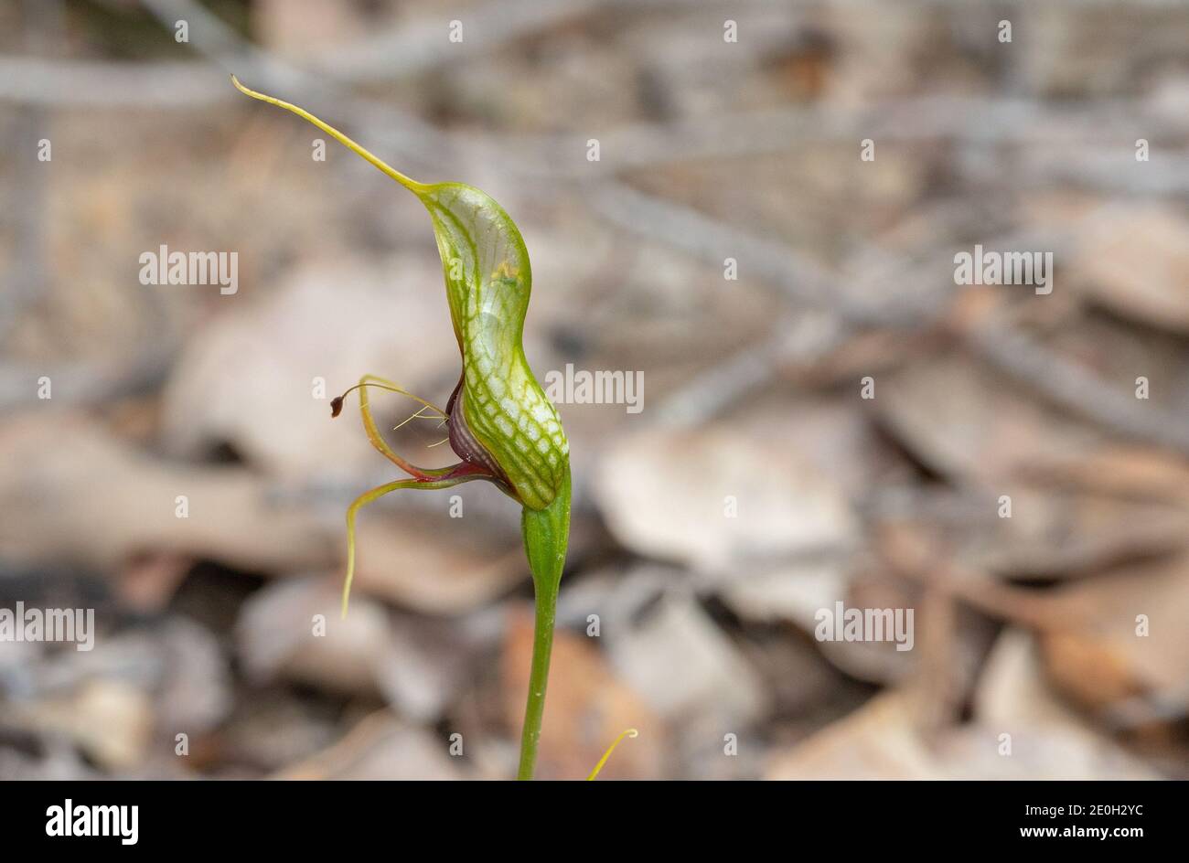 La fleur verte de l'Orchidée de Greenhood, une espèce endémique de l'Ouest (Pterostylis barbata) vue au nord-est d'août dans le sud-ouest de l'Australie Banque D'Images
