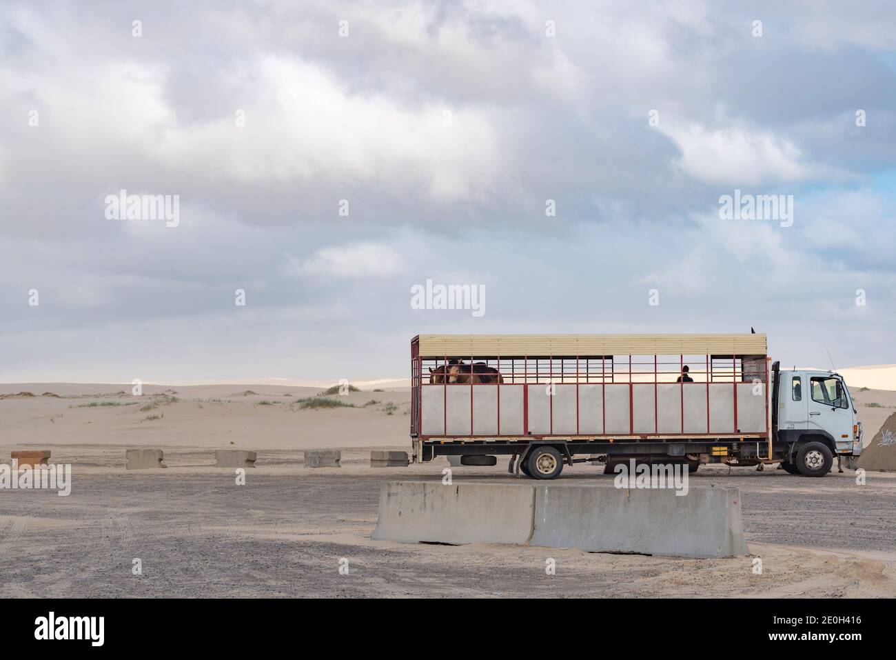 Un camion transportant des chevaux de randonnée est stationné à côté des dunes de sable à la plage de Birubi, près de la baie d'Anna et de Nelson Bay à Port Stephens, Nouvelle-Galles du Sud, Australie Banque D'Images