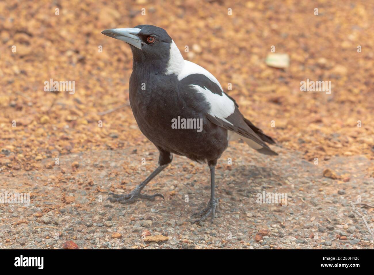 Le beau magpie australien noir et blanc vu sur le lac Navarino près de Waroona en Australie occidentale Banque D'Images