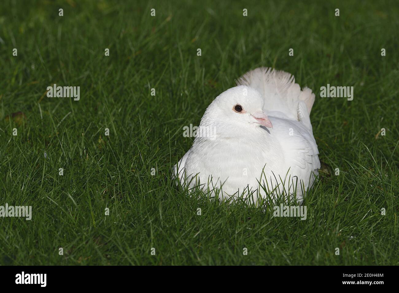 Colombe blanche reposant paisiblement sur l'herbe verte pendant la journée ensoleillée Banque D'Images