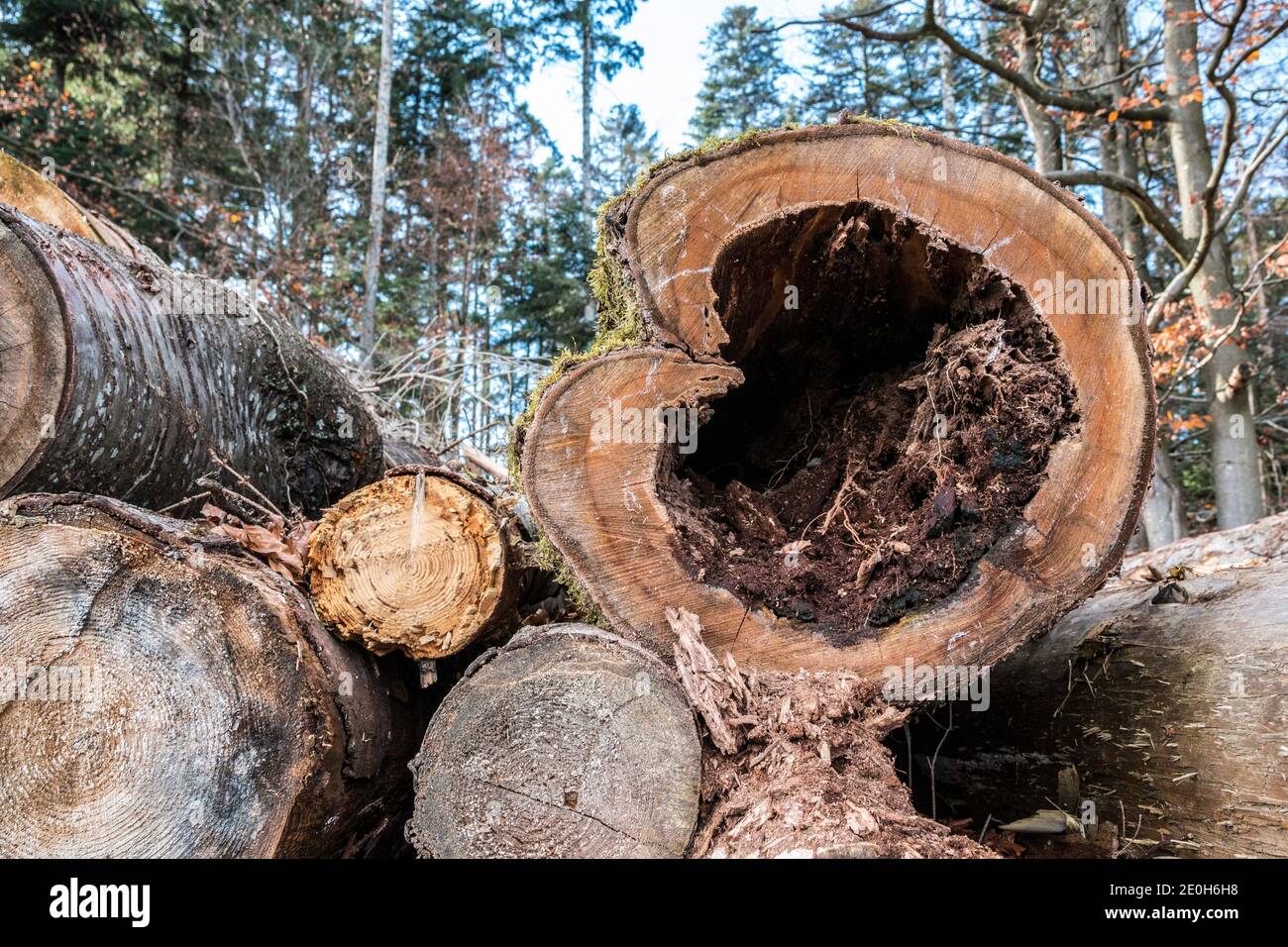 Un arbre coupé en forme de bois cœur Banque D'Images