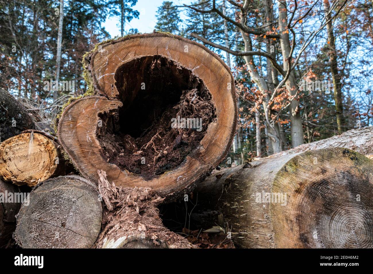 Un arbre coupé en forme de bois cœur Banque D'Images