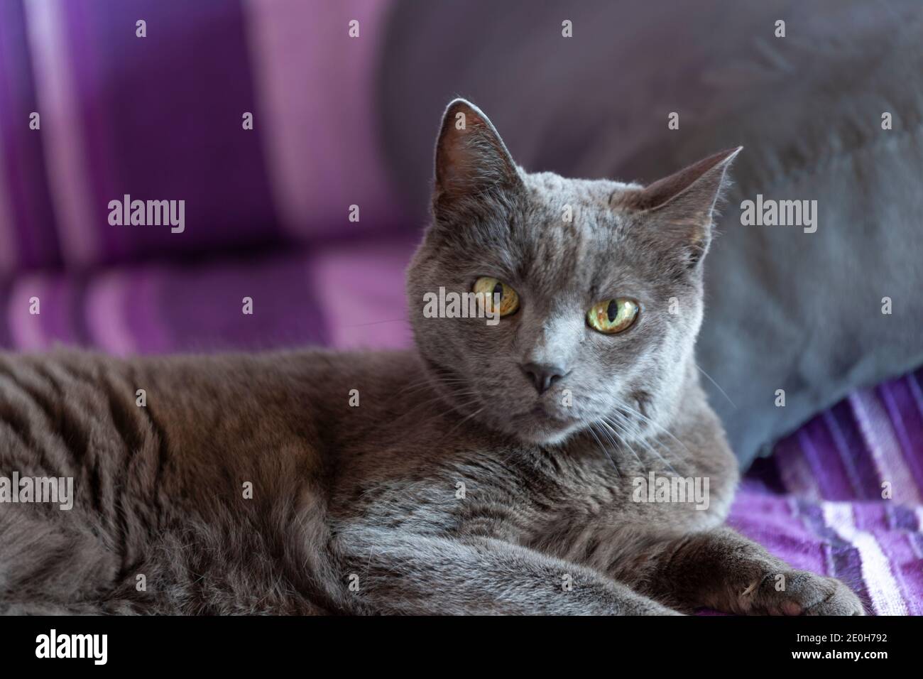 portrait d'un chat adulte allongé sur un canapé (mise au point douce) Banque D'Images