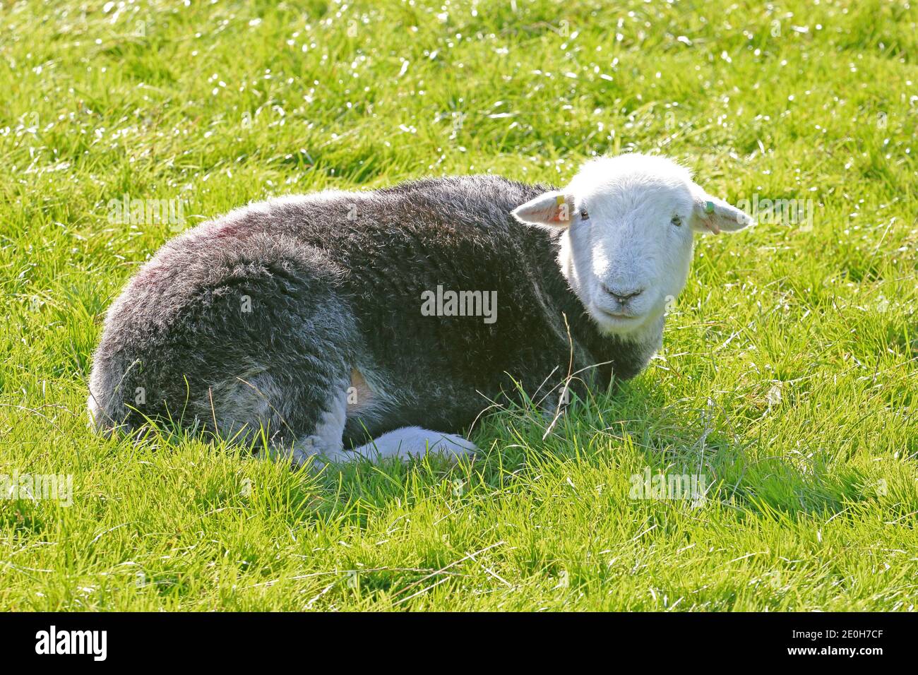 Brebis de Lone Herdwick dans un champ couvert d'herbe Banque D'Images