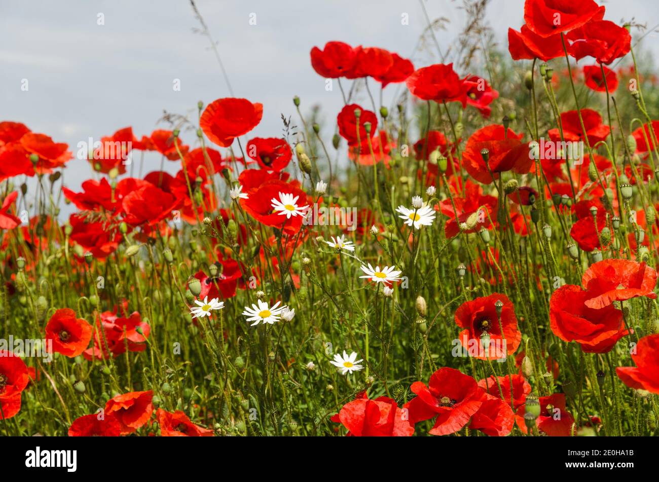 De belles fleurs rouges et blanches d'été gros plan Banque D'Images