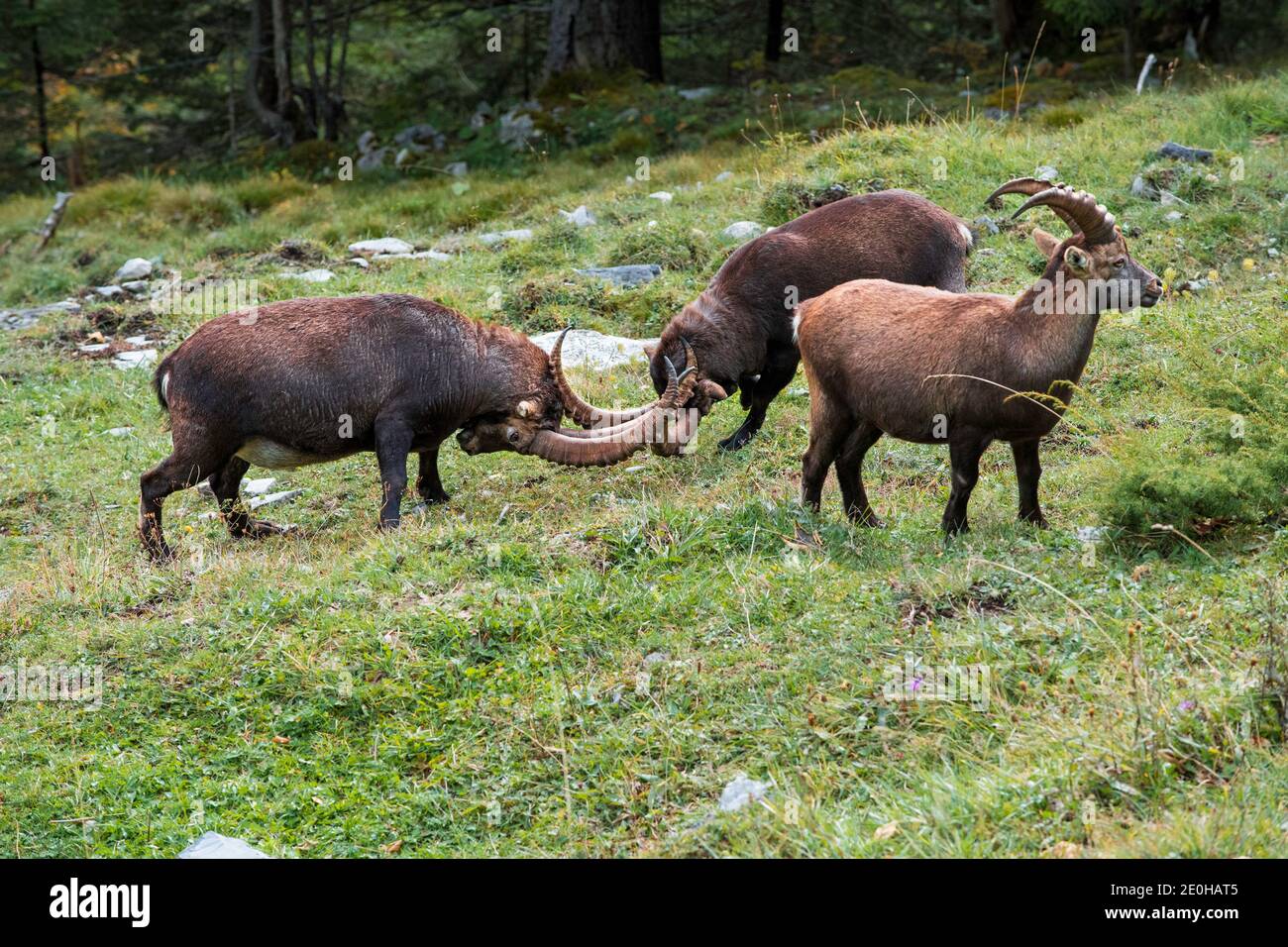 Combattre Ibex dans la vallée Lauterbrunnental près de Lauterbrunnen (Suisse) Banque D'Images