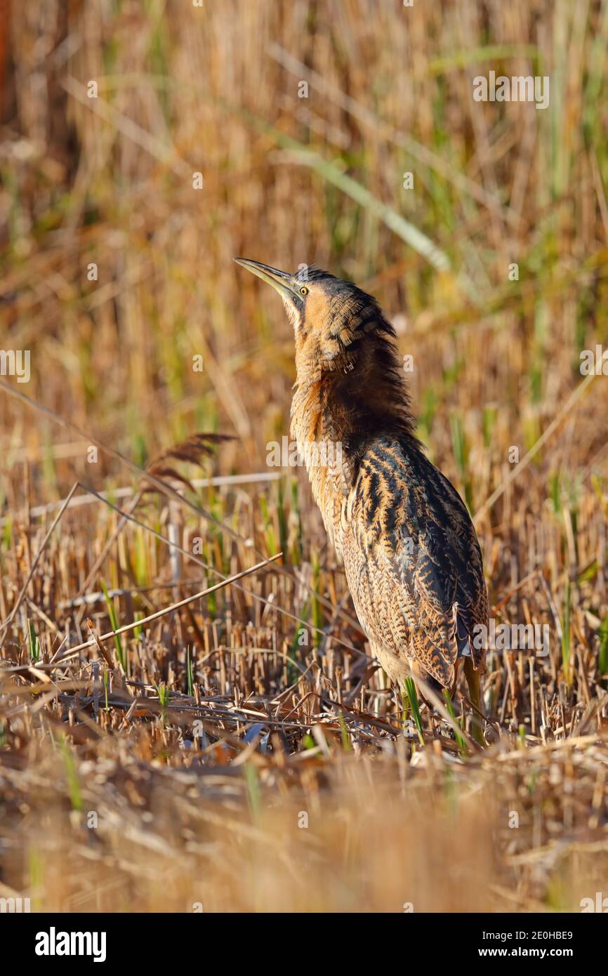 Un Bittern eurasien adulte ou Grand Bittern (Botaurus stellaris) en hiver dans un lit de roseau à Suffolk, au Royaume-Uni Banque D'Images