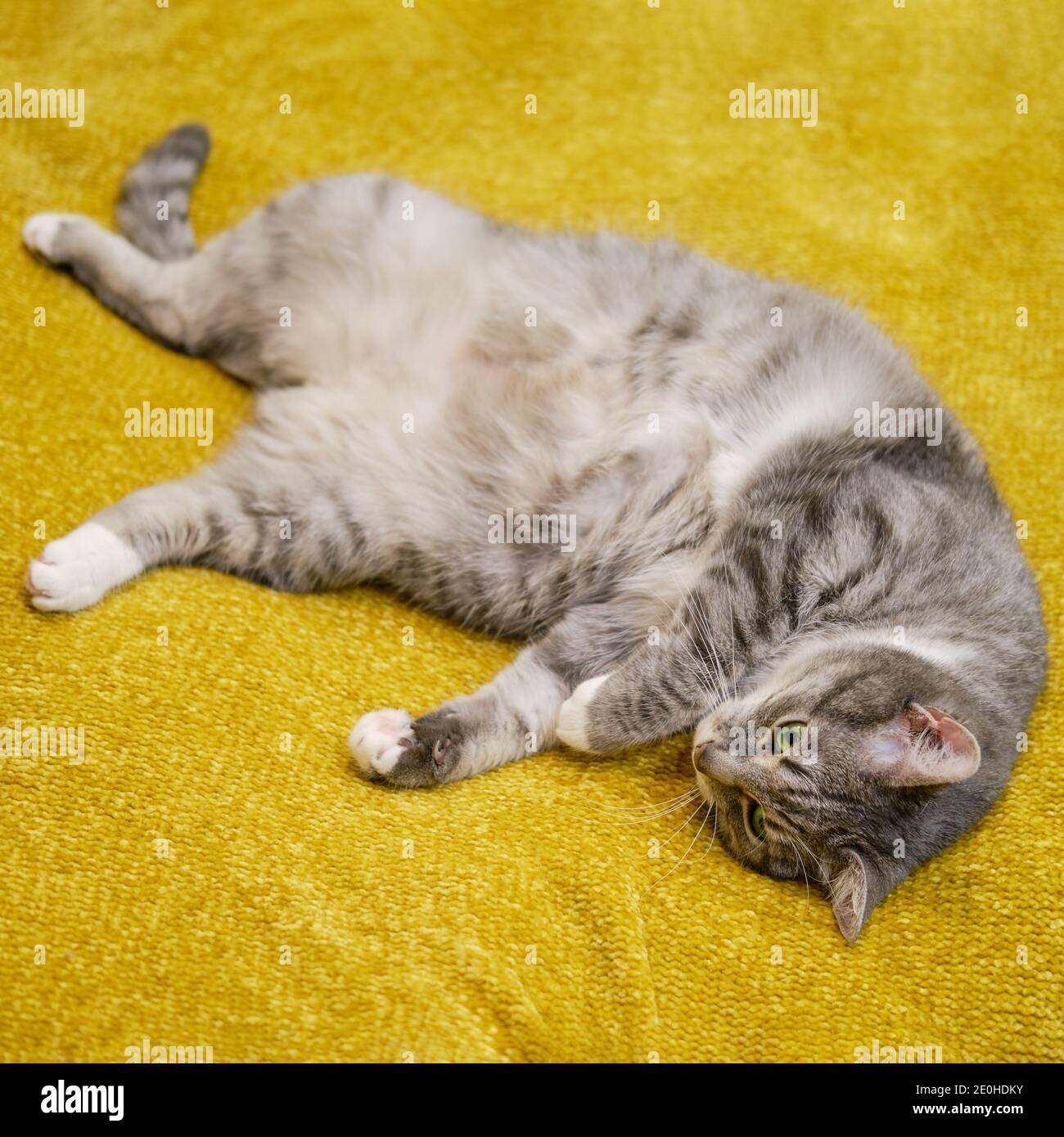 Chat Enceinte Gris Allonge Sur Le Canape Jaune Ventre Vers Le Haut Gros Plan Photo Stock Alamy