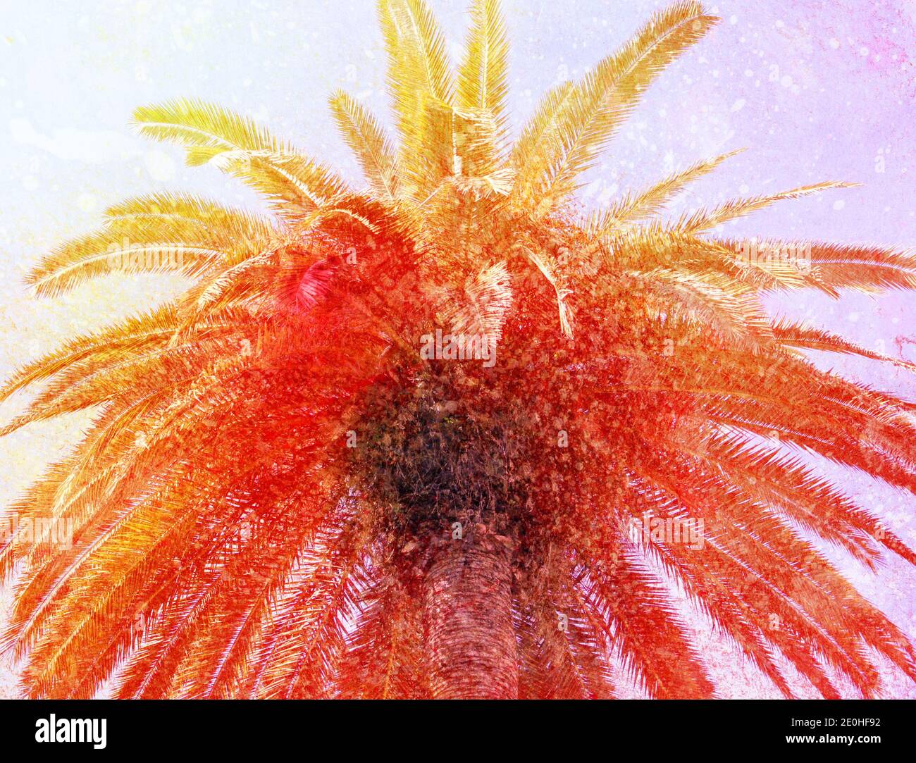 Photo lumineuse photo rétro colorée de palmiers sur une île tropicale. Un exemple pour la conception des paumes de voyage et tourismof rétronéons paumes dans le Banque D'Images